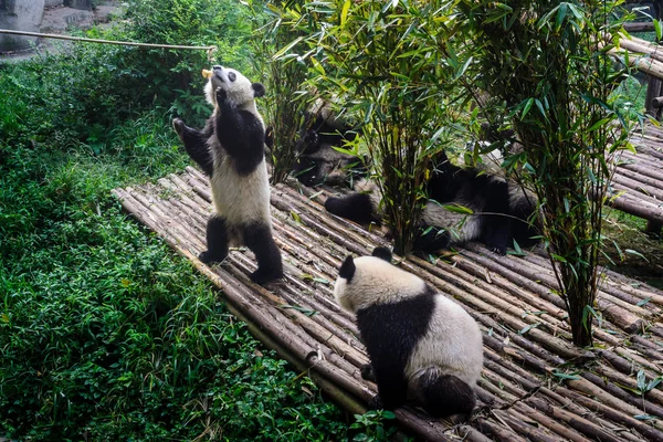 Pandalar Chengdu araştırma Bankası'kendi bambu kahvaltı keyfi,