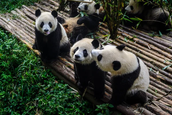 Панди, насолоджуючись їх бамбук сніданок в Ченду дослідження бази, — стокове фото