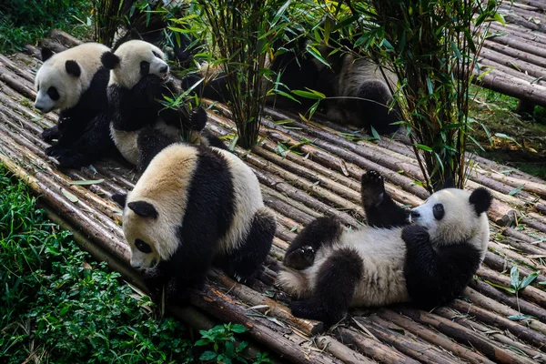 팬더 연구 기지 청두에서에서 대나무 아침 식사를 즐기고, — 스톡 사진