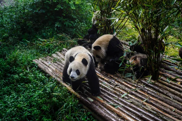 Панди, насолоджуючись їх бамбук сніданок в Ченду дослідження бази, — стокове фото