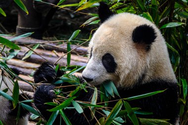 Pandalar Chengdu araştırma Bankası'kendi bambu kahvaltı keyfi,
