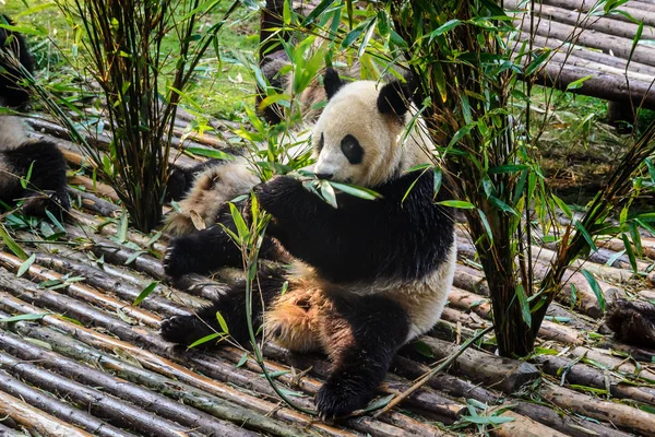 Pandas disfrutando de su desayuno de bambú en la Base de Investigación de Chengdu , — Foto de Stock