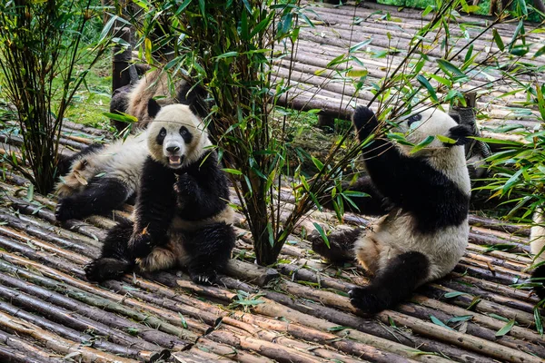Pandas disfrutando de su desayuno de bambú en la Base de Investigación de Chengdu , — Foto de Stock