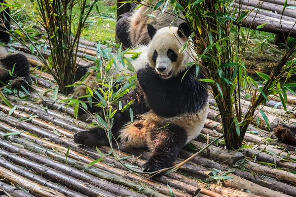 Pandas disfrutando de su desayuno de bambú en la Base de Investigación de Chengdu , — Foto de Stock