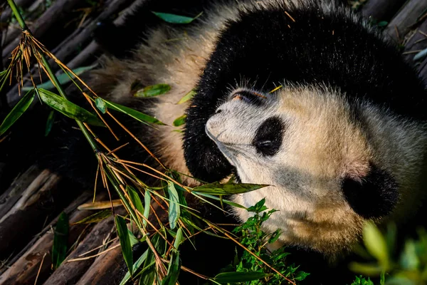 享受他们竹早餐在成都研究基地的大熊猫, — 图库照片