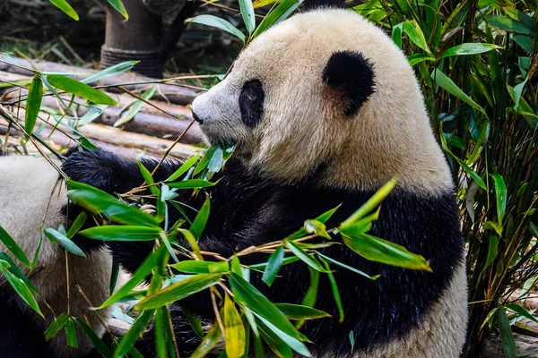 Pandas disfrutando de su desayuno de bambú en Chengdu Research Base, China — Foto de Stock
