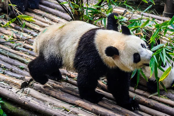 Pandas disfrutando de su desayuno de bambú en la Base de Investigación de Chengdu , — Foto de Stock