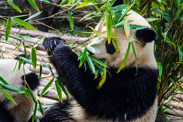 Pandor njuter av deras bambu frukost i Chengdu forskning Base, — Stockfoto