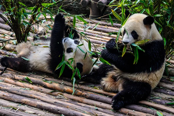 Pandas disfrutando de su desayuno de bambú en la Base de Investigación de Chengdu , — Foto de Stock