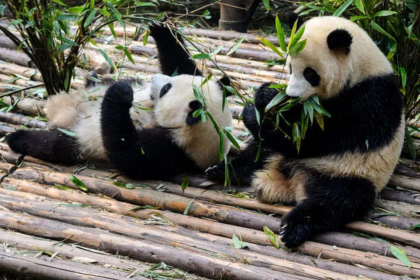 Pandalar Chengdu araştırma Bankası'kendi bambu kahvaltı keyfi,