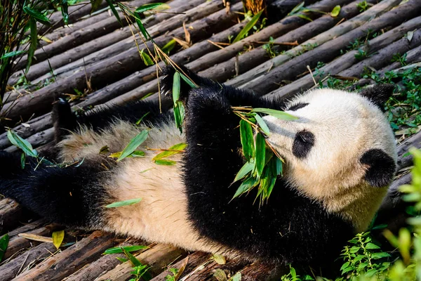 Pandas enjoying their bamboo breakfast in Chengdu Research Base, — Stock Photo, Image