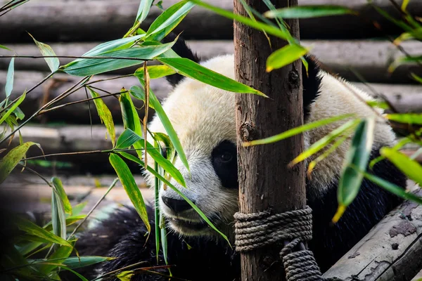 Pandas disfrutando de su desayuno de bambú en la Base de Investigación de Chengdu , — Foto de Stock