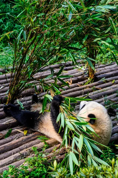 Pandas disfrutando de su desayuno de bambú en la Base de Investigación de Chengdu , — Foto de Stock