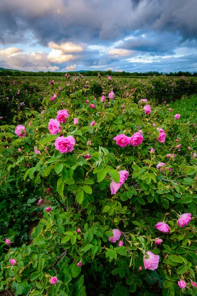 Bulgarian rose field near Karlovo