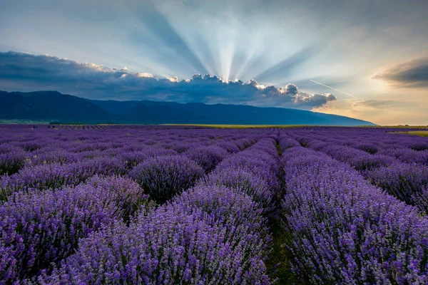 Levendula mező napkeltekor, Bulgária — Stock Fotó