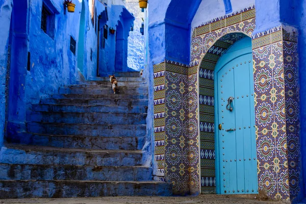 Katze klettert Treppe in Chefchaouen — Stockfoto