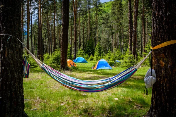 Çadır ve bir çam ormanı hamakta
