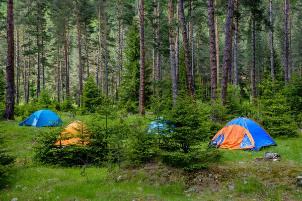 Bir çam ormanı çadırlarda