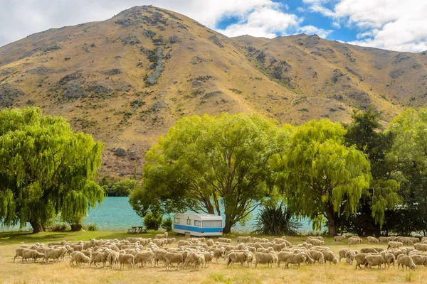 Караван і овець у Новій Зеландії — стокове фото