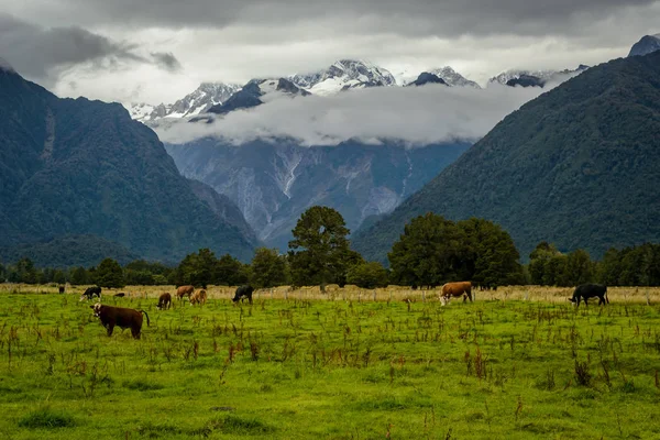 Красивий краєвид Нової Зеландії — стокове фото