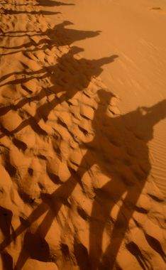Camel shadows in the sahara desert clipart
