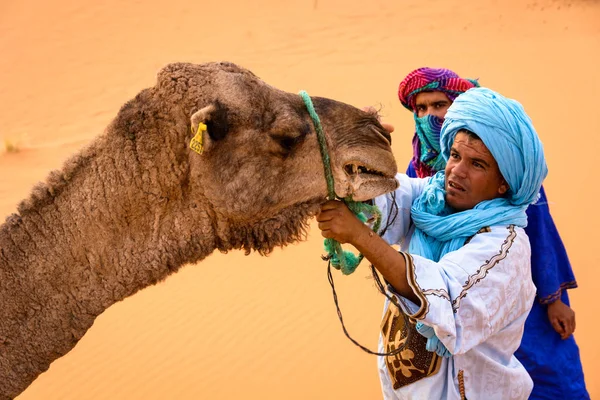 Berbers trying to tie up a camel in Sahara — Stock Photo, Image