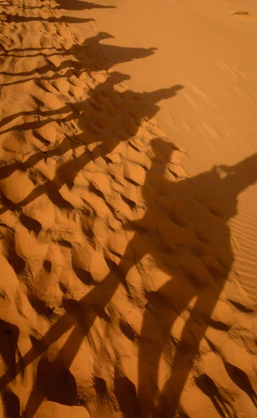 Sahara Çölü'nde deve gölgeler