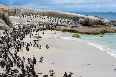 Penguen kolonisi üzerinde kayalar Beach, Güney Afrika