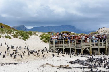 Kayalar plajda Afrika penguenler gözlemleyerek turist