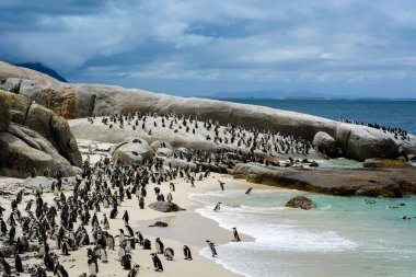 Penguen kolonisi üzerinde kayalar Beach, Güney Afrika