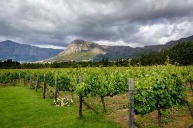 Güney Afrika'da Franschhoek Winelands Vadisi'nde bağ