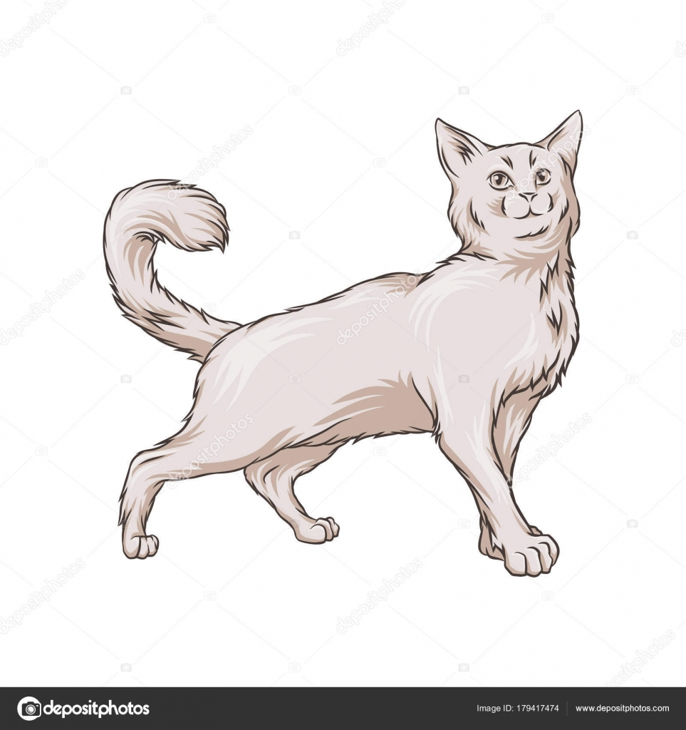 すべての動物の画像 50 素晴らしい白猫 イラスト 動物 すべての動物の画像 50 素晴らしい白猫 イラスト 動物