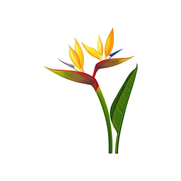 Beautiful Bird of Paradise flowers, exotic plant vector Illustration