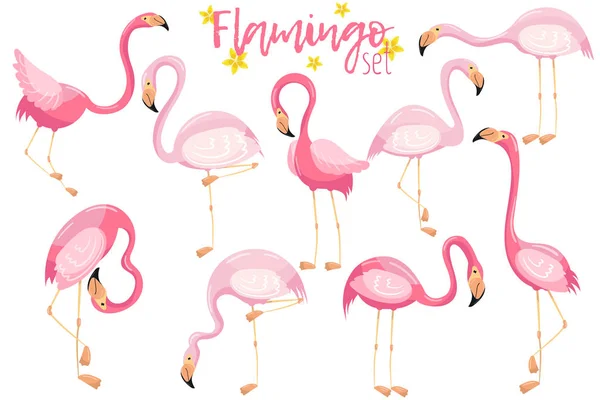 Beautiful elegant pink flamingos set, exotic tropical birds vector Illustrations