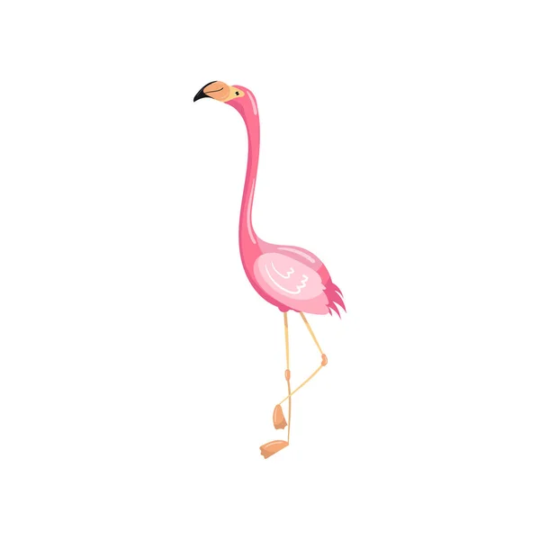 Pink flamingo, exotic tropical bird vector Illustration