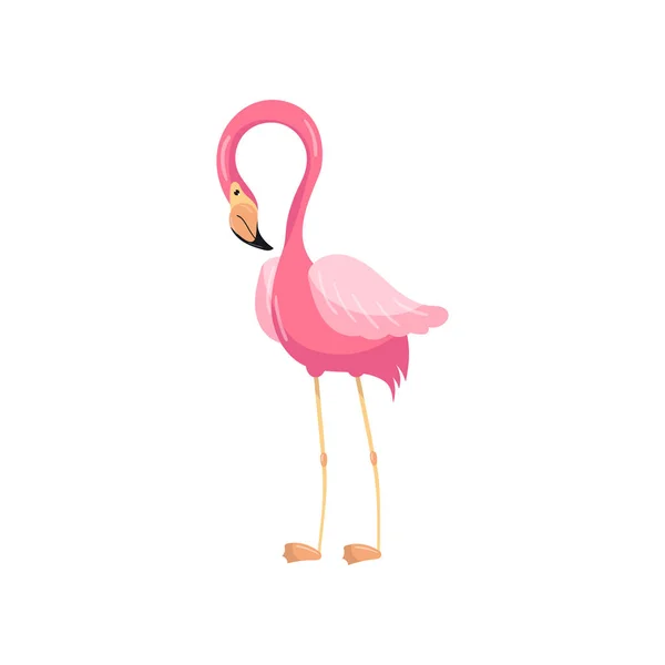 Elegant pink flamingo, exotic bird vector Illustration