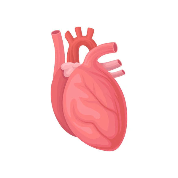 Icono Del Corazón Humano Estilo 3d Realista Símbolo De órganos