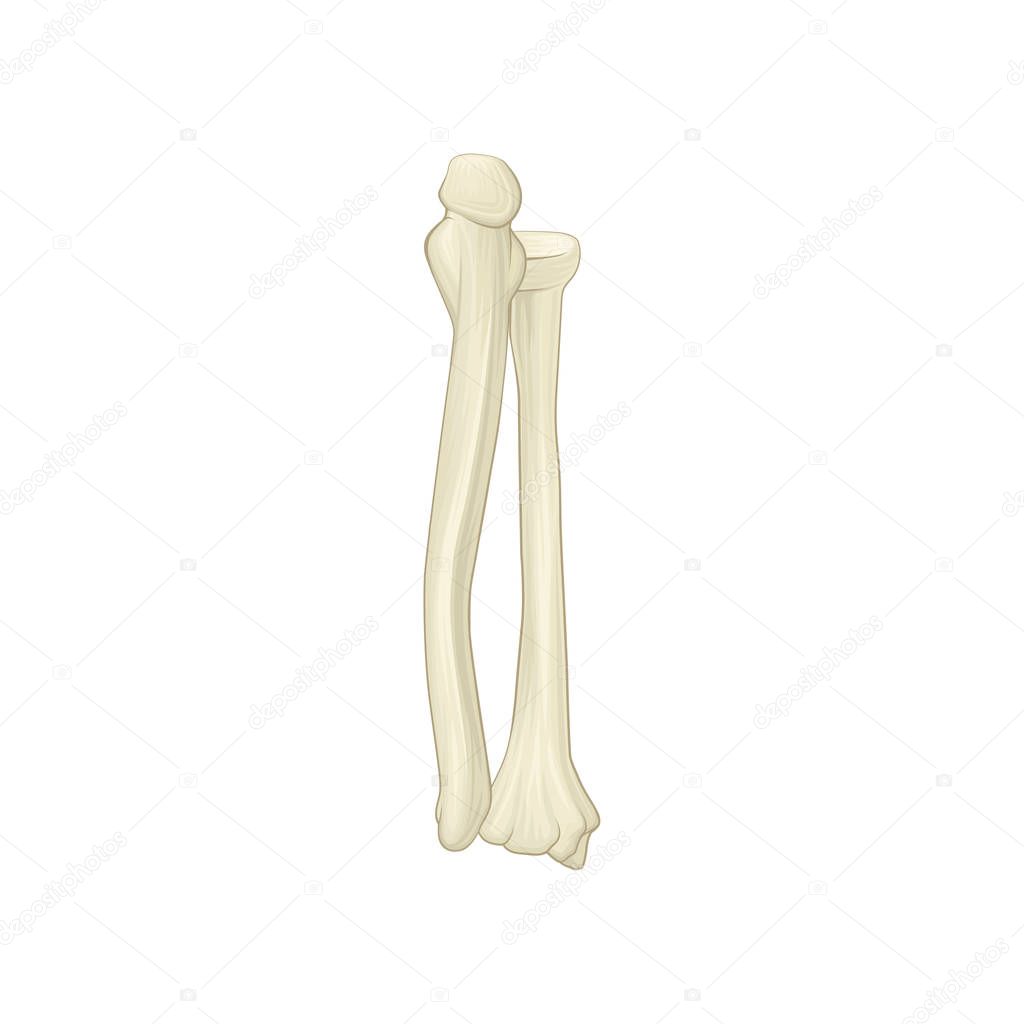 Two bones of forearm radius and ulna. Part of human skeleton