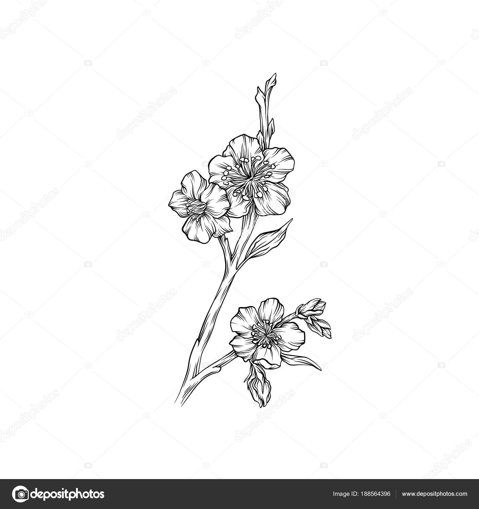 ロイヤリティフリー花 白黒 最高の花の画像 ロイヤリティフリー花 白黒 最高の花の画像