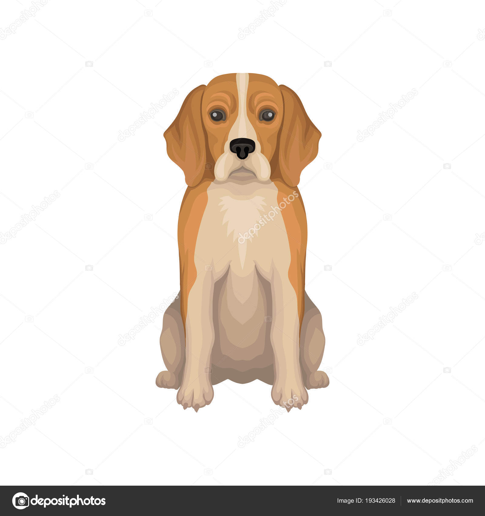 Illustration Colorée Du Beagle Petite Race De Chien De