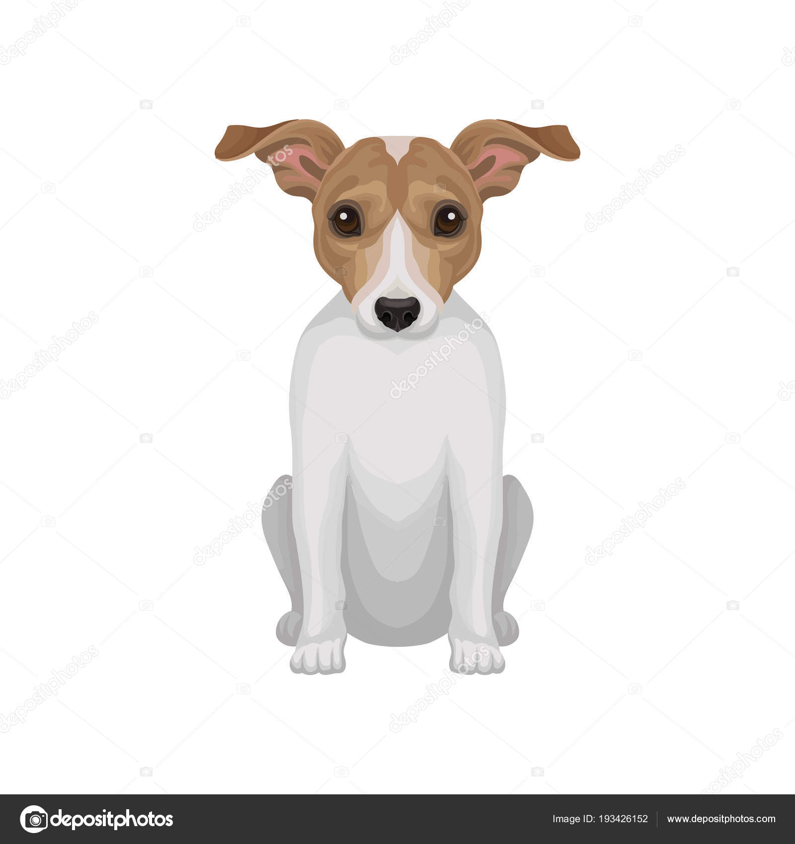 Cute Puppy Of Jack Russell Terrier Small Breed Of Hunting Dog