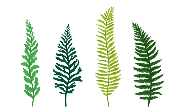 Ferns Set. Botanical Detailed Vector Illustrated Collection Stock Illustration