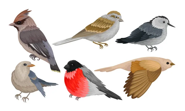 Koleksi Burung Liar, Titmouse, Bullfinch, Waxwing, Chiffchaff, Sparrow Vector Illustration Stok Vektor