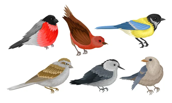 Koleksi Burung Liar, Titmouse, Bullfinch, Sparrow Vector Illustration Stok Ilustrasi Bebas Royalti