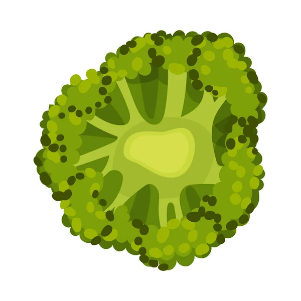 カラブレーゼ ブロッコリーストックベクター ロイヤリティフリーカラブレーゼ ブロッコリーイラスト Depositphotos