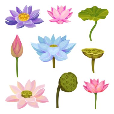 Lotus Aquatic Plant with Large Showy Flowers and Leaves Isolated on White Background Vector Set vector