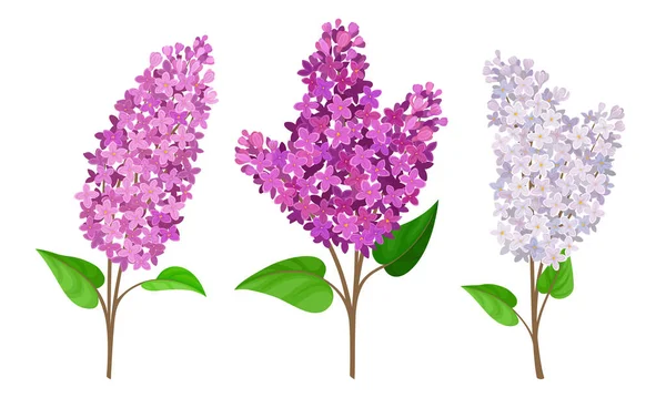派手な花の背景 Vectores Grafico Vectorial 派手な花の背景 Imagenes Vectoriales De Stock Pagina 2 Depositphotos 派手な花の背景 Vectores Grafico Vectorial 派手な花の背景 Imagenes Vectoriales De Stock Pagina 2 Depositphotos
