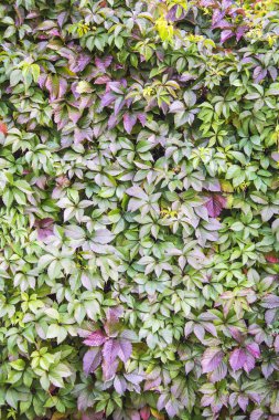 Yeşil ve mor yaprakları kızlık üzüm arka planı için bir duvar.