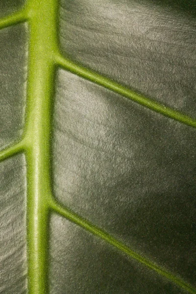 Textura Hoja Verde Interior — Foto de Stock