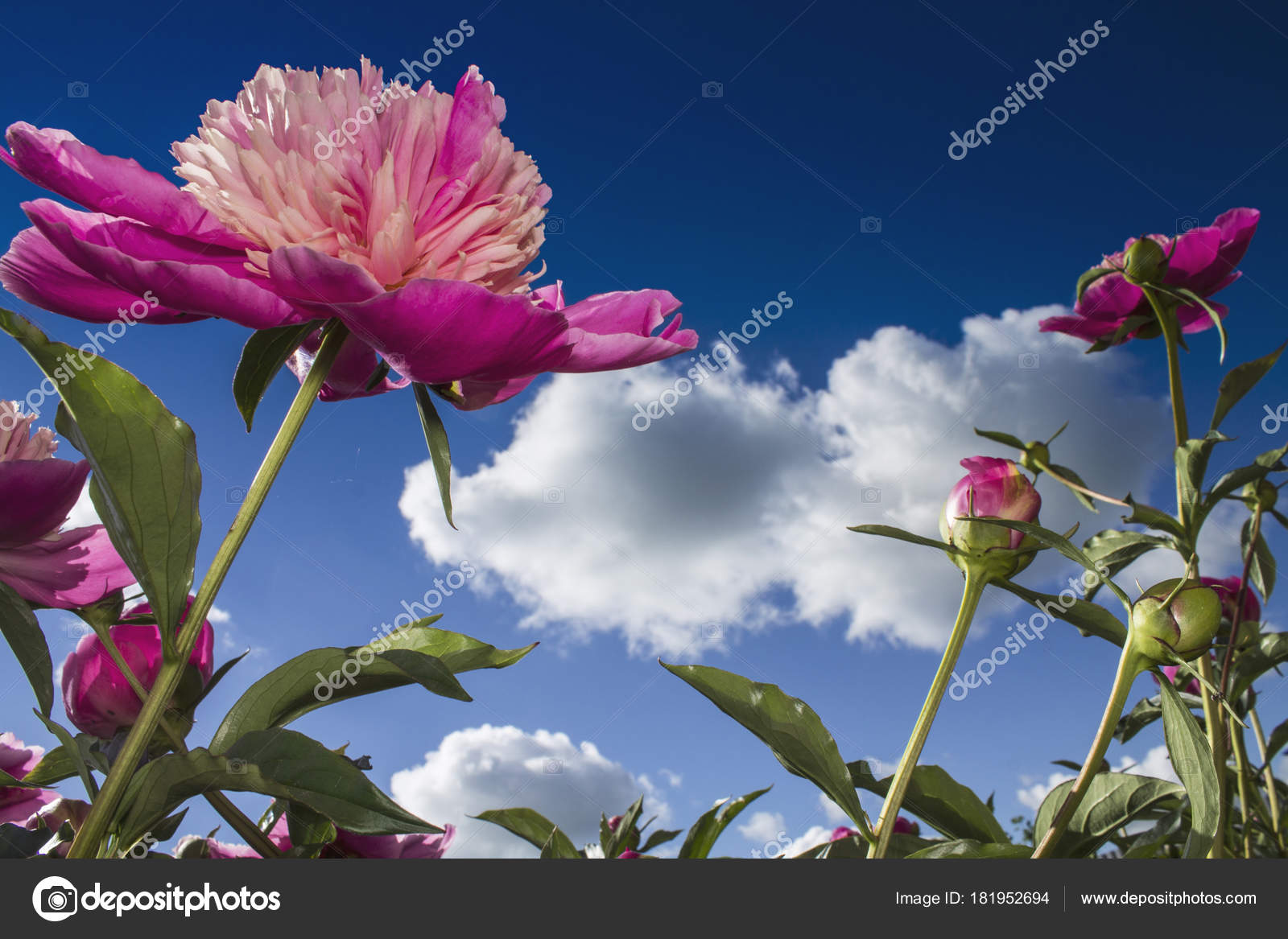 Beautiful Peony Flowers Blue Sunny Sky Background White Clouds Stock Photo C Vladsavinproduction 181952694